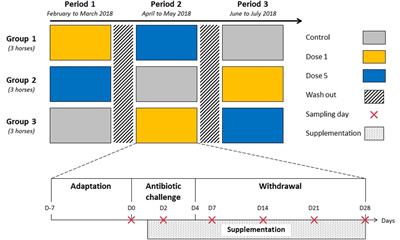 Multidimensional Approach for Investigating the Effects of an Antibiotic–Probiotic Combination on the Equine Hindgut Ecosystem and Microbial Fibrolysis